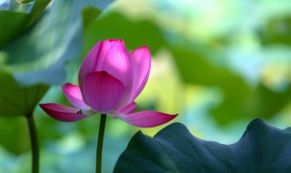 2021年7月几号入伏（2021年7月几号入伏第一天）