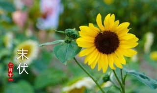 入伏2021年多少天（2021年入伏时间多少天）