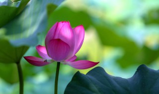 2021入伏是哪一天 2021年入伏第一天是哪天