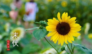 哪天入伏2021年头伏 哪天入伏2021年头伏吃什么