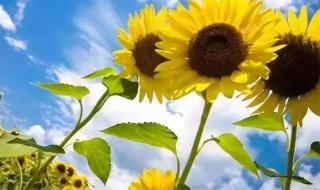 2021入伏从哪天算起（2021入伏从哪一天开始算起）