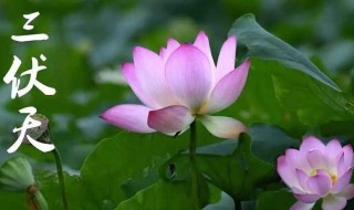 2021年入伏是几月几号（2021年几月入伏几号入伏）