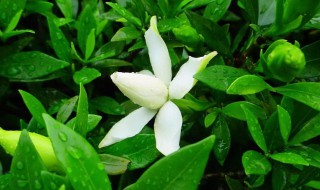 栀子花苞没开就掉了怎么办? 栀子花刚有花苞就掉