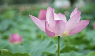 什么时候入伏2021 什么时候入伏2021什么是庚日