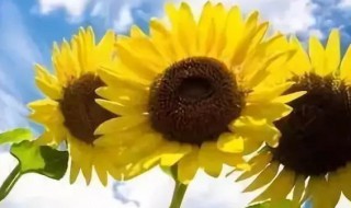 入伏2021多少天 入伏从哪天算起2021