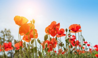 大暑开什么花（大暑节气有什么花）