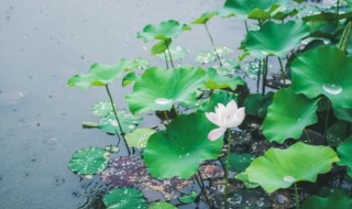 大暑节气里的那些气象（大暑节气里的那些气象谚语）