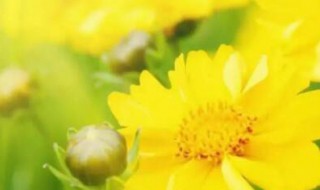 几号初伏第一天二伏多少天（几号初伏第一天二伏多少天结束）