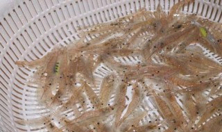 小米虾怎么养不会死? 米虾为什么养不活