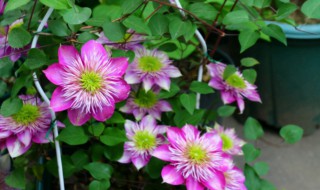 买回来的铁线莲小苗怎么养护?（买回来的铁线莲小苗怎么养护）