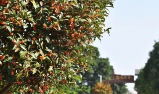 桂花树怎么养才长得好? 桂花树怎么养才长得好