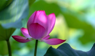 2021年何时入伏（2021年何时入伏天）