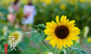 初伏到中伏多少天2021（初伏到中伏多少天）