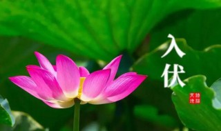 小暑是入伏的开始吗 小暑是开始入伏了吗