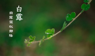 二十四节气白露是什么意思 24节气白露的意思