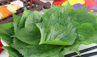 苏子叶我们中国叫什么 苏子叶我们中国叫什么是紫苏吗