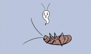 蟑螂是昆虫吗 蟑螂是昆虫吗?正确答案