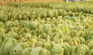 中国的榴莲之乡在哪里（中国的榴莲之乡在哪里呀）