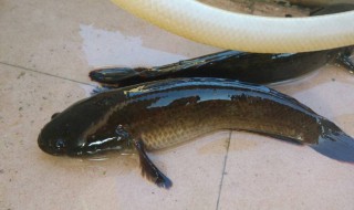 黑鱼是发物吗 黑鱼是发物吗不适合哪些人吃