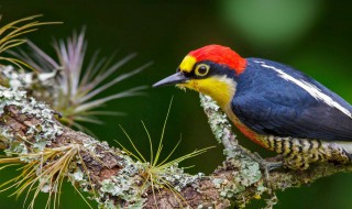 啄木鸟的美称（啄木鸟的美称四个字）