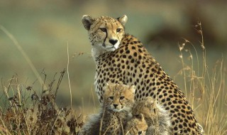 华北豹和金钱豹的区别（华北豹和金钱豹的区别在哪）