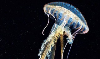 海母是什么 海母是什么样的