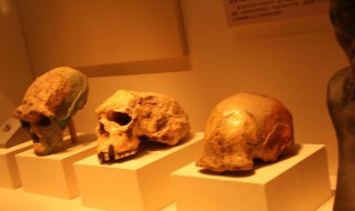 中国四大国宝（中国四大国宝动物）