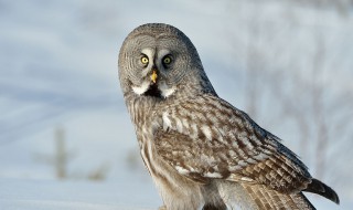 猫头鹰的美称（猫头鹰的美称和雅称）