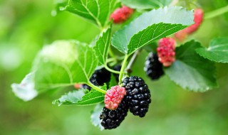 胚泡是什么 胚泡是什么结构层次