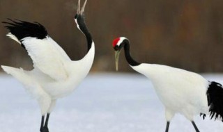 丹顶鹤的寓意和象征 丹顶鹤的寓意和象征风水