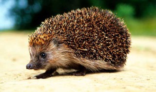 刺猬是益虫还是害虫（刺猬是昆虫类吗）