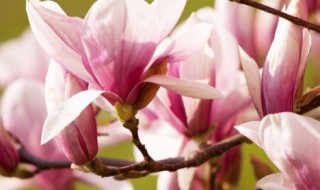 四月的别称和雅称 农历四月别称雅称