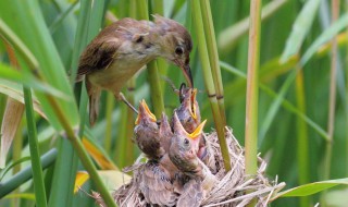 鸠占鹊巢鸠是指什么鸟 鸠占鹊巢 是什么鸟