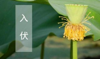 2021三伏天要注意什么（2021三伏天要注意什么?）