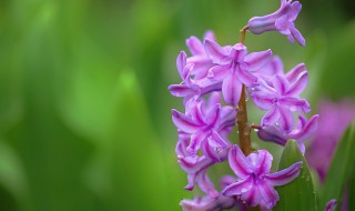 淡紫色风信子花语代表着什么（蓝紫色风信子花语是什么）