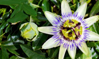 时钟花花语是什么（各钟花的花语）