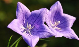 紫番红花的花语是什么 番红花花语和寓意