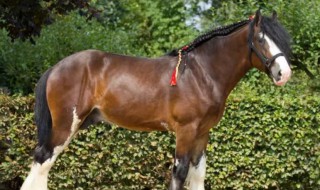 万马之王是什么马 万马什么什么