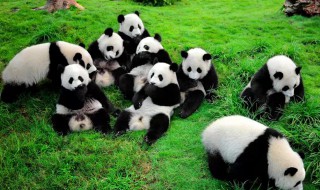 大熊猫为什么是哺乳动物（大熊猫为什么是哺乳动物之一）