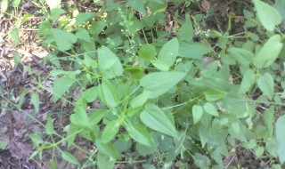 老鼠布袋的学名叫什么（老鼠布袋的用处）