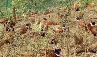 梦见好多野鸡在地里（梦见地里很多野鸡）