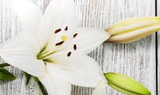 56朵百合代表什么 6朵百合的意思
