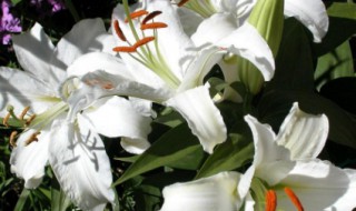 两朵百合代表什么（两朵百合代表什么意思）