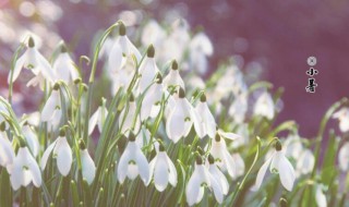 2021小暑的含义是什么（2021小暑具体时间）