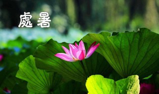 处暑之后种什么蔬菜（处暑前后种什么蔬菜）