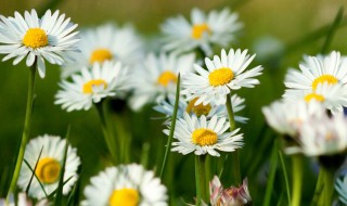 德国甘菊的生日花语是什么 德国甘菊的生日花语是什么呢