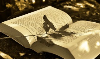 订单中的账期是指（订单中的账期是指什么）