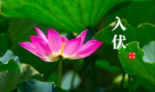 2021三伏天从什么时候开始（2021三伏天从什么时候开始算）