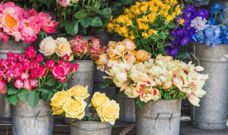 送给父亲送什么鲜花最好以及攻略（送父亲花送什么花好）