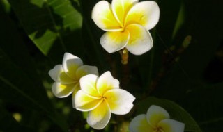 小暑节气的特征是什么 大小暑节气的特点是什么